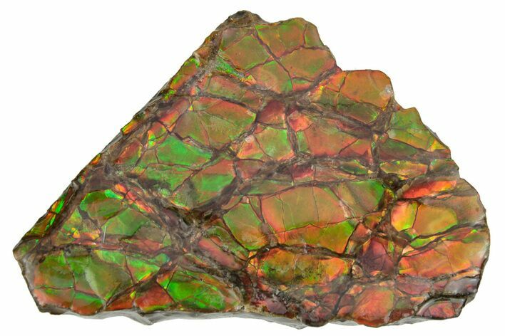 Rainbow-Colored Ammolite (Fossil Ammonite Shell) - Alberta #236429